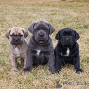 Zdjęcie №1. cane corso - na sprzedaż w Miasto Quebec | 4634zł | Zapowiedź №162777