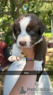 Zdjęcie №3. Szczenięta rasy border collie. USA