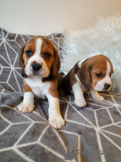 Zdjęcie №1. beagle (rasa psa) - na sprzedaż w Vienna | Bezpłatny | Zapowiedź №138603