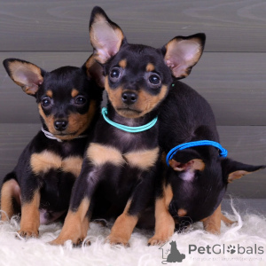 Zdjęcie №2 do zapowiedźy № 154708 na sprzedaż  pražský krysařík - wkupić się Niemcy prywatne ogłoszenie