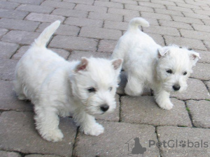 Zdjęcie №1. west highland white terrier - na sprzedaż w Vienna | Bezpłatny | Zapowiedź №91597