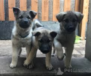 Zdjęcie №2 do zapowiedźy № 169378 na sprzedaż  västgötaspets - wkupić się Finlandia prywatne ogłoszenie, hodowca