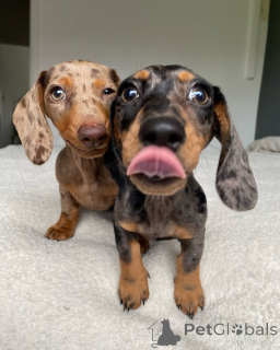 Zdjęcie №1. jamnik - na sprzedaż w Dramscell | 1674zł | Zapowiedź №147582