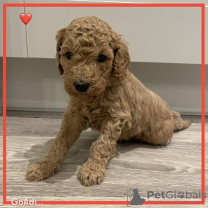 Zdjęcie №1. labradoodle - na sprzedaż w Monachium | 1465zł | Zapowiedź №107498