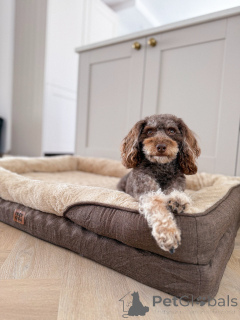 Zdjęcie №1. labradoodle - na sprzedaż w Larochett | 2780zł | Zapowiedź №156414