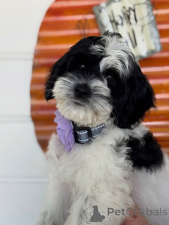 Zdjęcie №2 do zapowiedźy № 156280 na sprzedaż  labradoodle - wkupić się Irlandia prywatne ogłoszenie