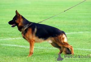 Zdjęcie №2 do zapowiedźy № 13729 na sprzedaż  owczarek niemiecki - wkupić się Ukraina hodowca