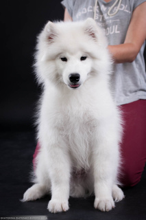 Dodatkowe zdjęcia: Samoyed. Inteligentny chłopak