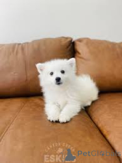 Zdjęcie №1. pies nierasowy - na sprzedaż w Londyn | negocjowane | Zapowiedź №136224