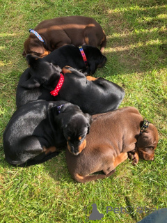 Zdjęcie №4. Sprzedam doberman w Fristad. prywatne ogłoszenie, hodowca - cena - 4114zł