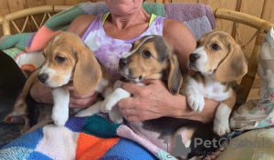 Dodatkowe zdjęcia: Zdrowe szczenięta Beagle do bezpłatnej adopcji