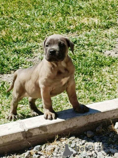 Zdjęcie №3. Szczenięta Cane Corso. Serbia