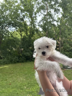 Zdjęcie №2 do zapowiedźy № 149845 na sprzedaż  maltipu - wkupić się Niemcy prywatne ogłoszenie, hodowca