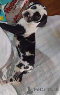 Zdjęcie №1. dog niemiecki - na sprzedaż w Helsinki | 3244zł | Zapowiedź №164703