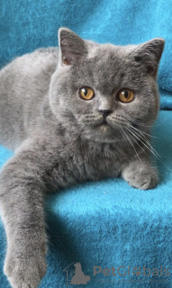 Zdjęcie №1. kot brytyjski krótkowłosy - na sprzedaż w Odessa | 1555zł | Zapowiedź № 25858