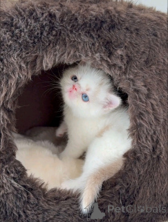 Zdjęcie №1. perskie - na sprzedaż w Helsinki | 2631zł | Zapowiedź № 163741