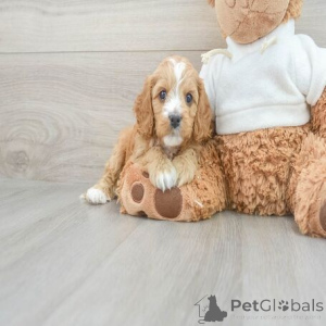 Zdjęcie №1. cavalier king charles spaniel, pudel (zabawka) - na sprzedaż w Дрезден | Bezpłatny | Zapowiedź №135741