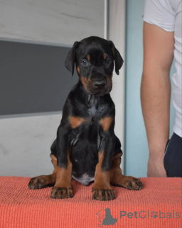 Zdjęcie №3. Urocze szczenięta dobermana do adopcji. Polska