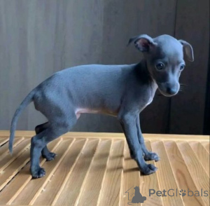 Zdjęcie №1. greyhound - na sprzedaż w Baierbrunn | 1818zł | Zapowiedź №158713