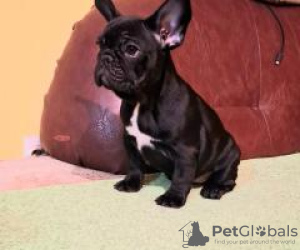 Zdjęcie №4. Sprzedam buldog francuski w Norymberga. prywatne ogłoszenie - cena - 1931zł