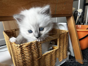 Zdjęcie №1. ragdoll - na sprzedaż w Cheung Sha | 11585zł | Zapowiedź № 160723