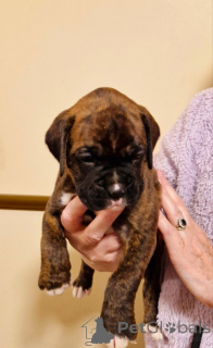 Zdjęcie №4. Sprzedam pies nierasowy w Франкфурт-на-Майне.  - cena - 1425zł