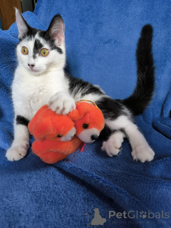 Zdjęcie №2 do zapowiedźy № 135297 na sprzedaż   - wkupić się Białoruś prywatne ogłoszenie