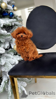 Zdjęcie №2 do zapowiedźy № 164616 na sprzedaż  pudel (zabawka) - wkupić się Belgia hodowca