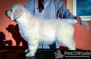 Zdjęcie №3. Szczenięta Golden Retriever. Czarnogóra