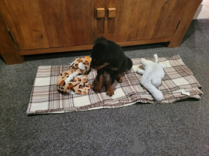 Zdjęcie №2 do zapowiedźy № 172219 na sprzedaż  rottweiler - wkupić się Włochy prywatne ogłoszenie