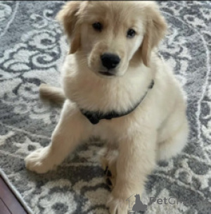 Zdjęcie №1. golden retriever - na sprzedaż w Antwerpia | Bezpłatny | Zapowiedź №165258