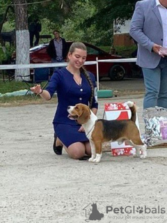 Zdjęcie №3. Bigl Knitting w Federacja Rosyjska. Zapowiedź № 133040