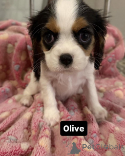 Zdjęcie №4. Sprzedam cavalier king charles spaniel w Alavus. prywatne ogłoszenie - cena - 2631zł