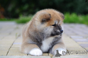 Zdjęcie №1. akita (rasa psa) - na sprzedaż w Bienne | 2392zł | Zapowiedź №172056