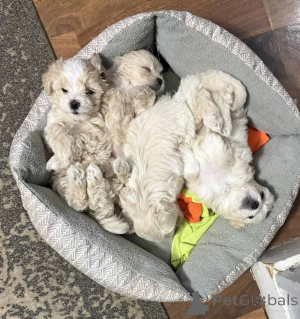 Zdjęcie №1. maltipu - na sprzedaż w Hessisch Lichtenau | 4305zł | Zapowiedź №150164