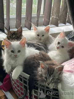 Zdjęcie №1. maine coon - na sprzedaż w Berno | 1435zł | Zapowiedź № 160246