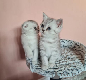 Zdjęcie №3. Piękne kocięta Scottish Fold gotowe na kochające domy. Dania