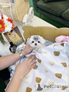 Zdjęcie №2 do zapowiedźy № 157677 na sprzedaż   - wkupić się USA prywatne ogłoszenie