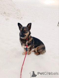 Zdjęcie №3. Bardzo mały pies, 7 kg. Federacja Rosyjska