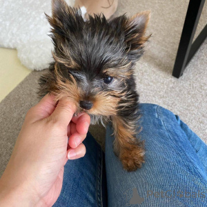 Zdjęcie №3. Szczenięta do przyjęcia. Francja