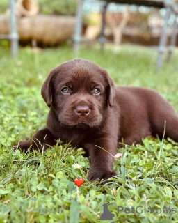 Zdjęcie №2 do zapowiedźy № 137802 na sprzedaż  labrador retriever - wkupić się Niemcy prywatne ogłoszenie, hodowca