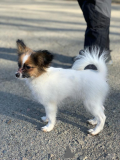 Zdjęcie №3. CONTINENTAL TOY SPANIEL/PAPILLON . Ukraina