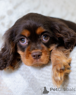 Zdjęcie №2 do zapowiedźy № 157766 na sprzedaż  cavalier king charles spaniel - wkupić się Szwajcaria prywatne ogłoszenie