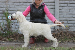 Zdjęcie №2 do zapowiedźy № 3661 na sprzedaż  labrador retriever - wkupić się Ukraina od żłobka