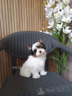 Zdjęcie №4. Sprzedam yorkshire terrier biewer w Tbilisi. prywatne ogłoszenie, od żłobka, hodowca - cena - negocjowane