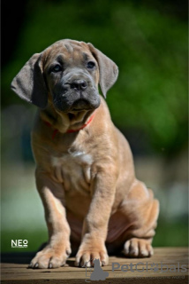 Zdjęcie №2 do zapowiedźy № 102913 na sprzedaż  cane corso - wkupić się Serbia hodowca