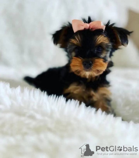 Zdjęcie №1. yorkshire terrier biewer - na sprzedaż w Флорида Сити | 1585zł | Zapowiedź №127294