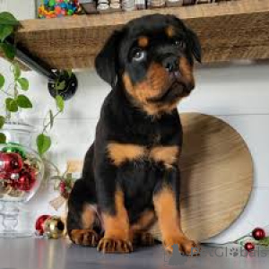 Zdjęcie №3. Koop Rottweilera. Belgia