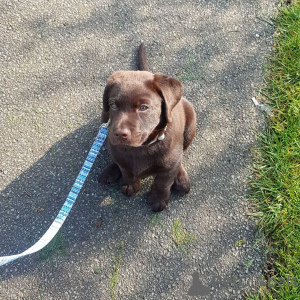 Zdjęcie №1. labrador retriever - na sprzedaż w Kassel | Bezpłatny | Zapowiedź №112258