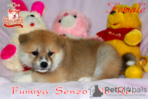 Zdjęcie №1. akita (rasa psa) - na sprzedaż w Chmielnicki | 5150zł | Zapowiedź №42489